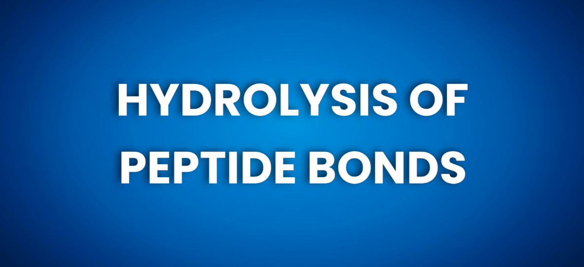Hydrolysis of Peptide Bonds